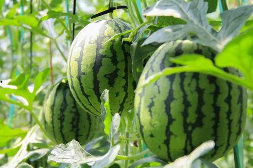 吃瓜全集免费版,揭秘娱乐圈幕后真相，带你领略明星们的真实生活  第3张